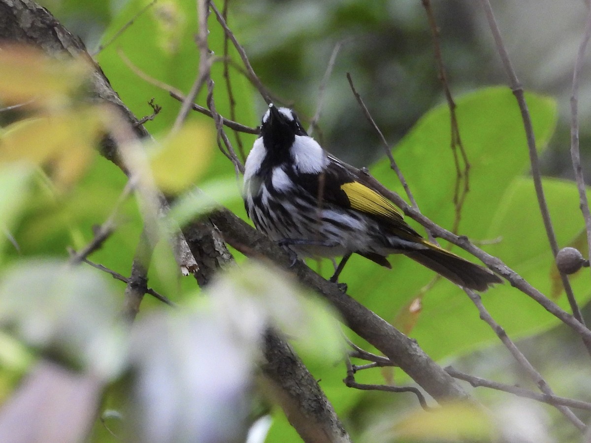 White-cheeked Honeyeater - ML484833301