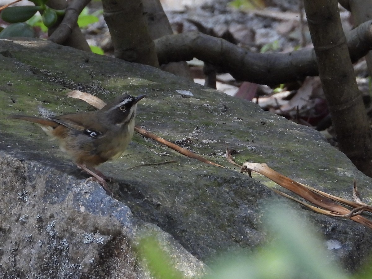 Weißbrauensericornis - ML484833311