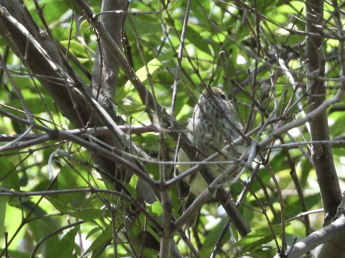 Brown Thornbill - ML484833321