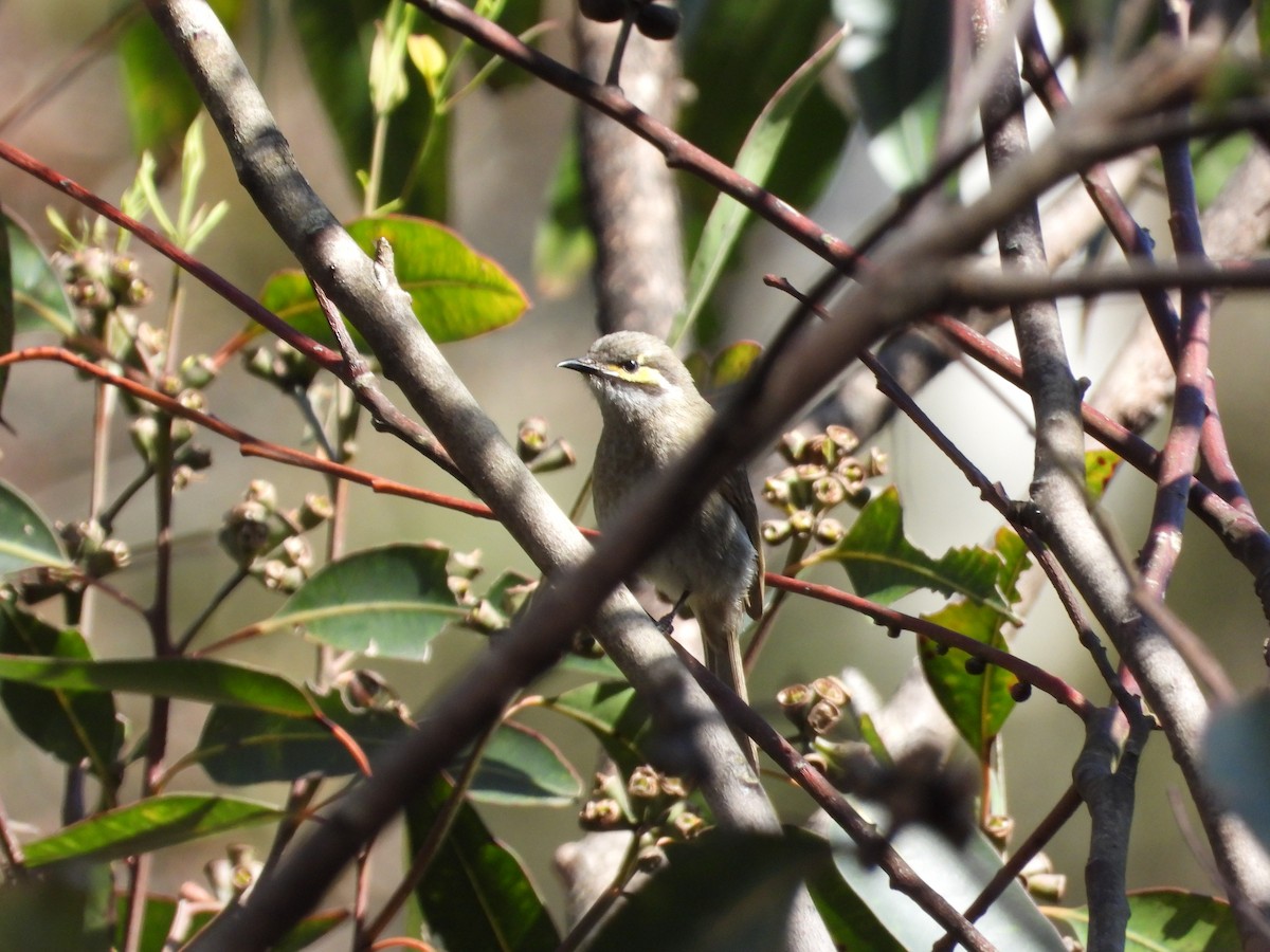 Yellow-faced Honeyeater - ML484833341