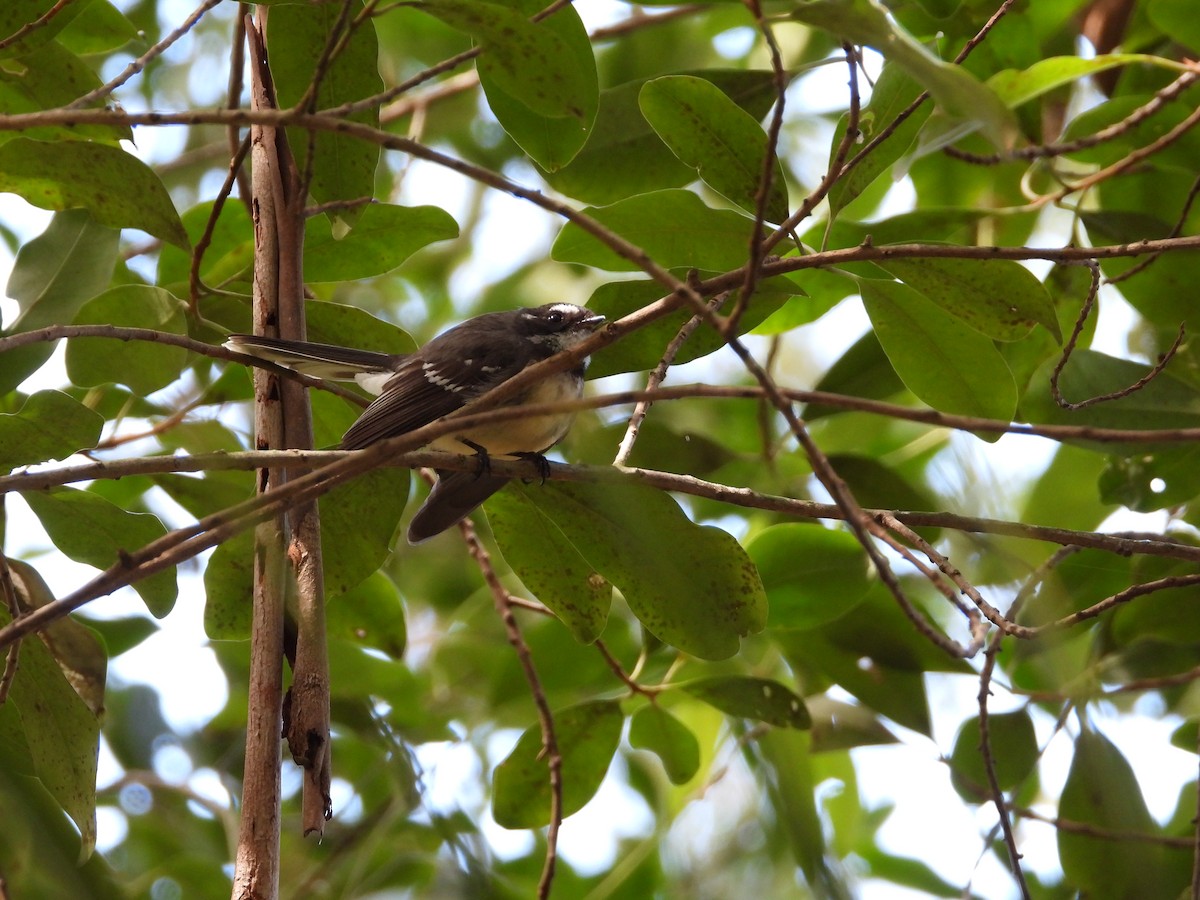 Gray Fantail - ML484833431