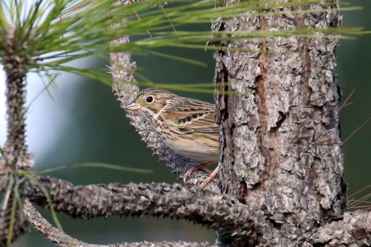 Vesper Sparrow - ML48483351