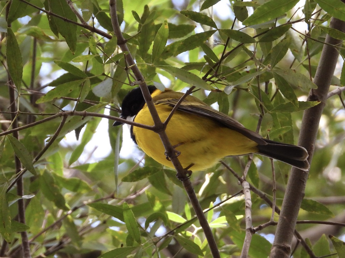 Golden Whistler - ML484833521