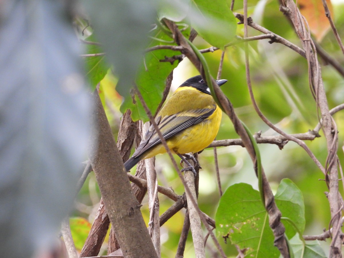 Golden Whistler - ML484833541