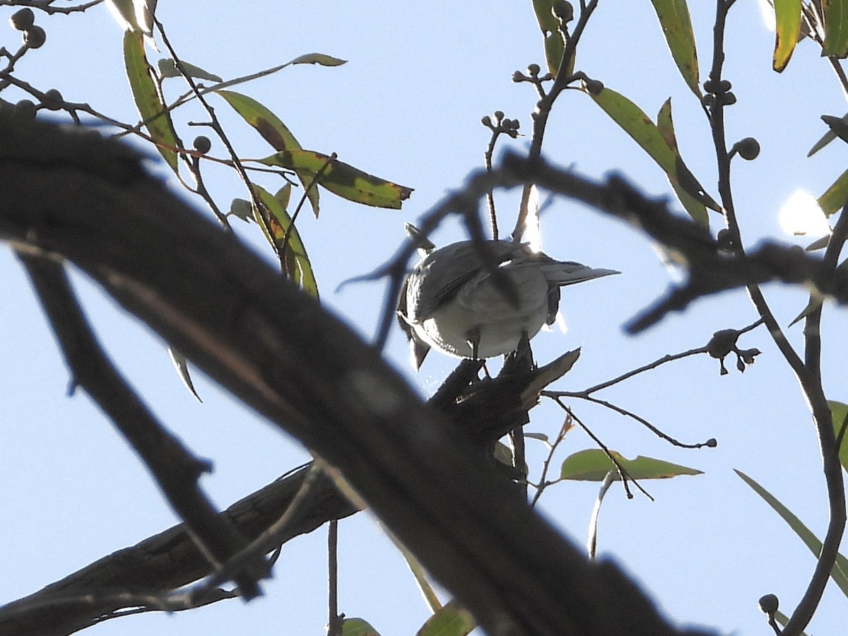 White-bellied Cuckooshrike - ML484833631