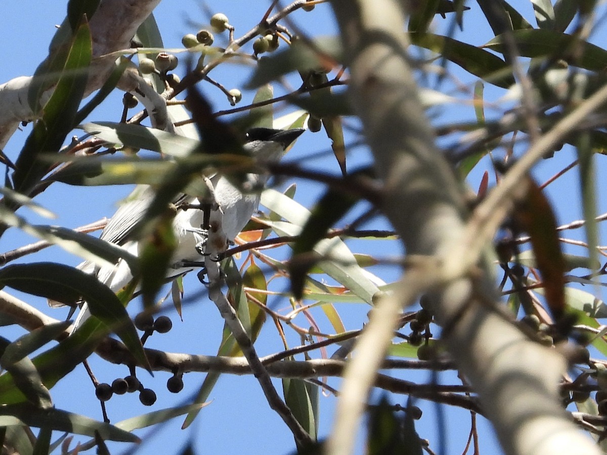 White-bellied Cuckooshrike - ML484833641