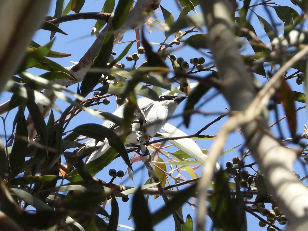 White-bellied Cuckooshrike - ML484833651