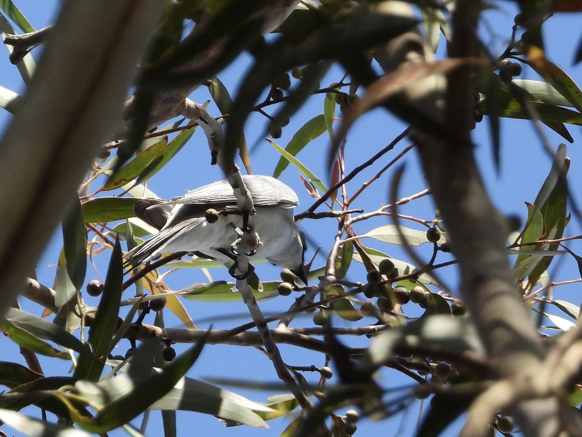 White-bellied Cuckooshrike - ML484833661