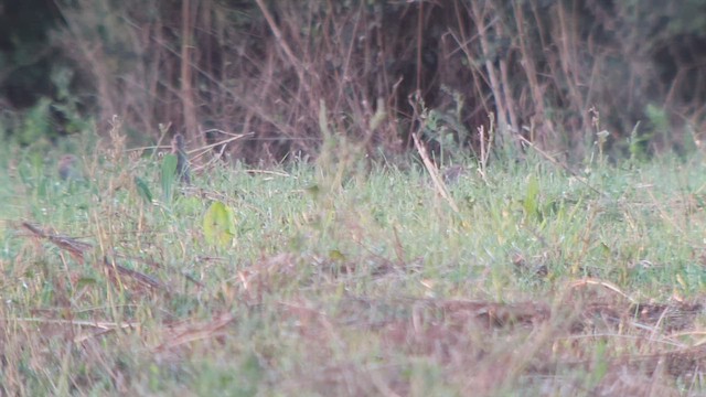 Gray Partridge - ML484835781