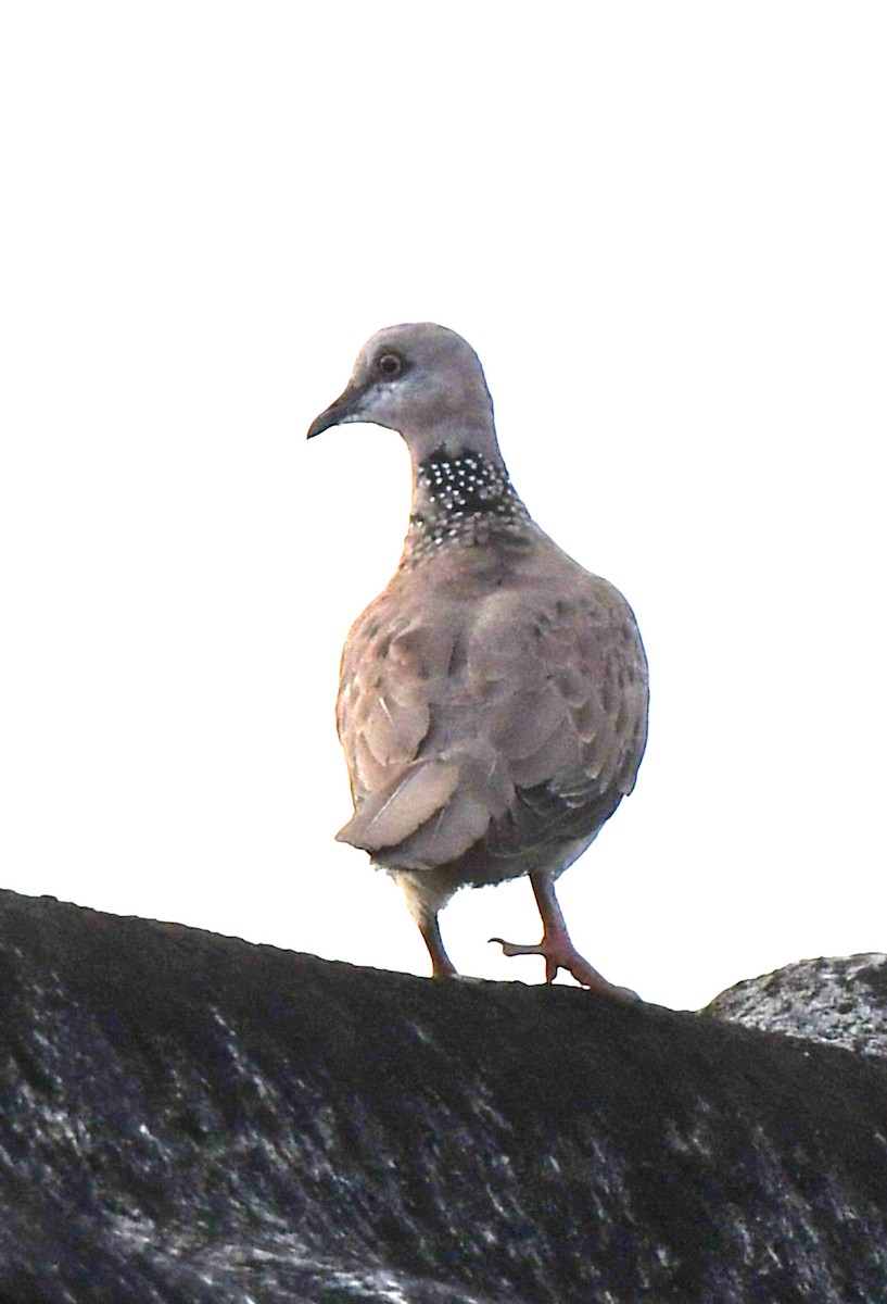Spotted Dove - ML484835961