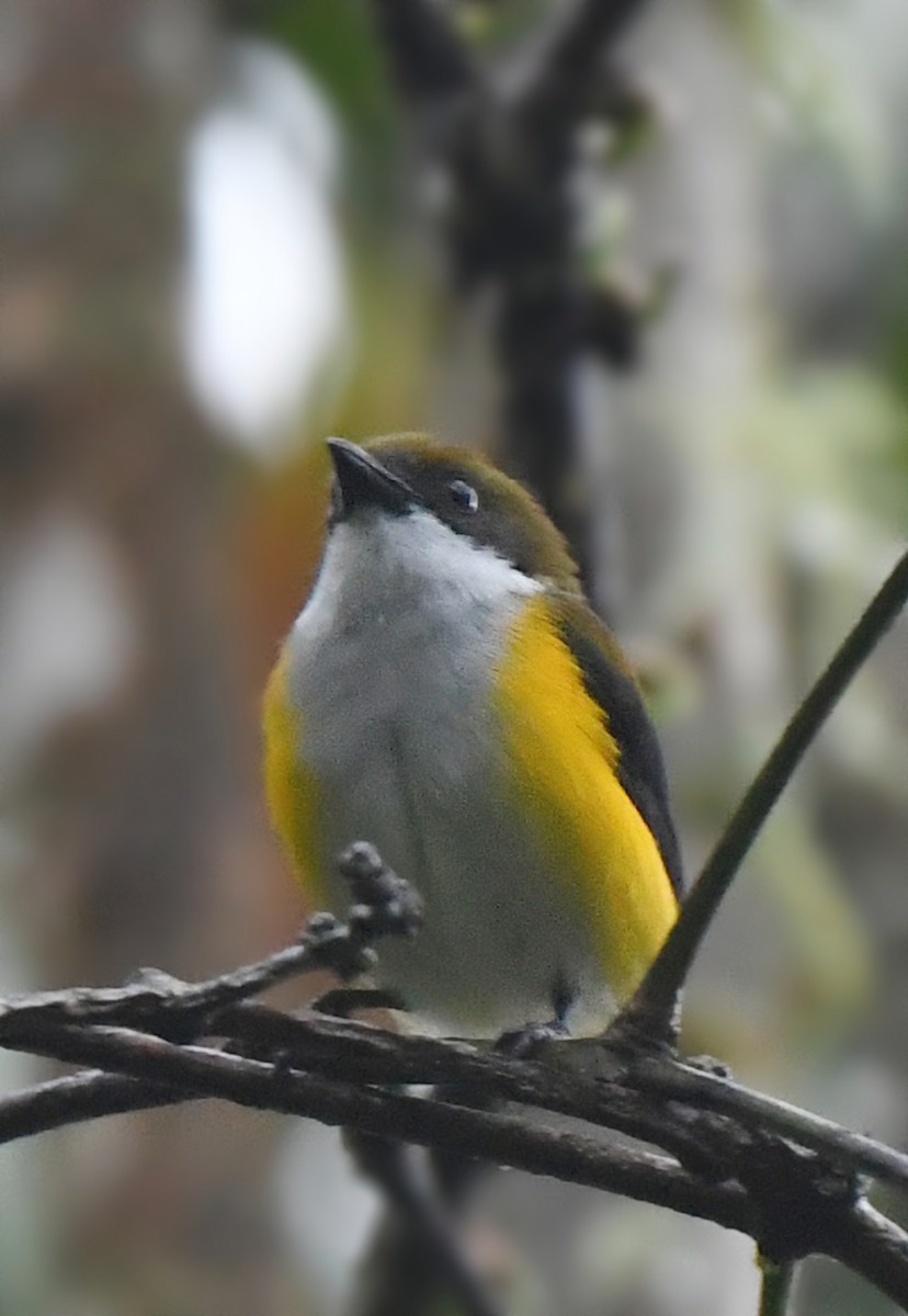 Yellow-sided Flowerpecker - norman wu