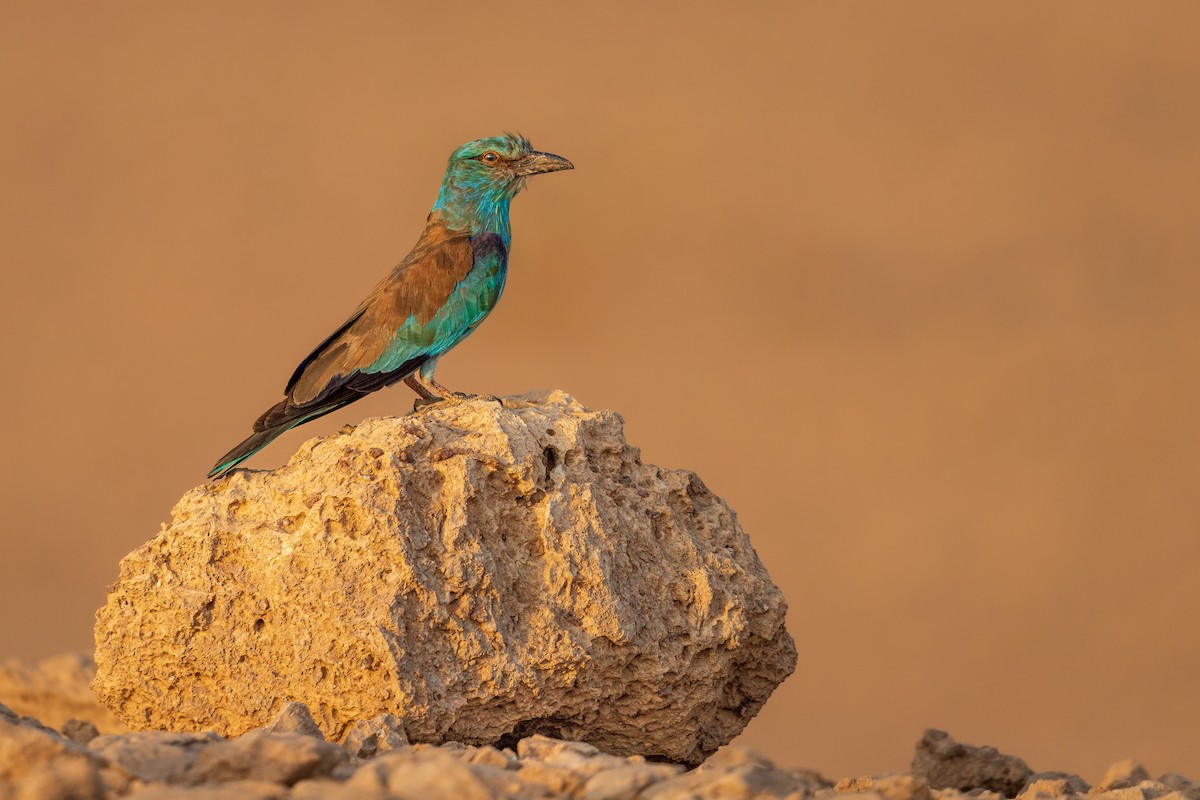 European Bee-eater - Ibrahim Alshwamin