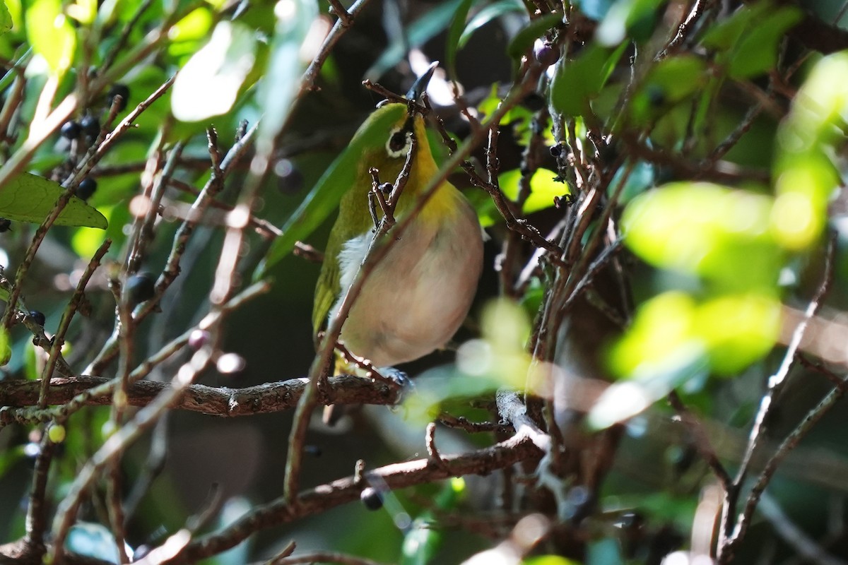 Warbling White-eye - ML484838401