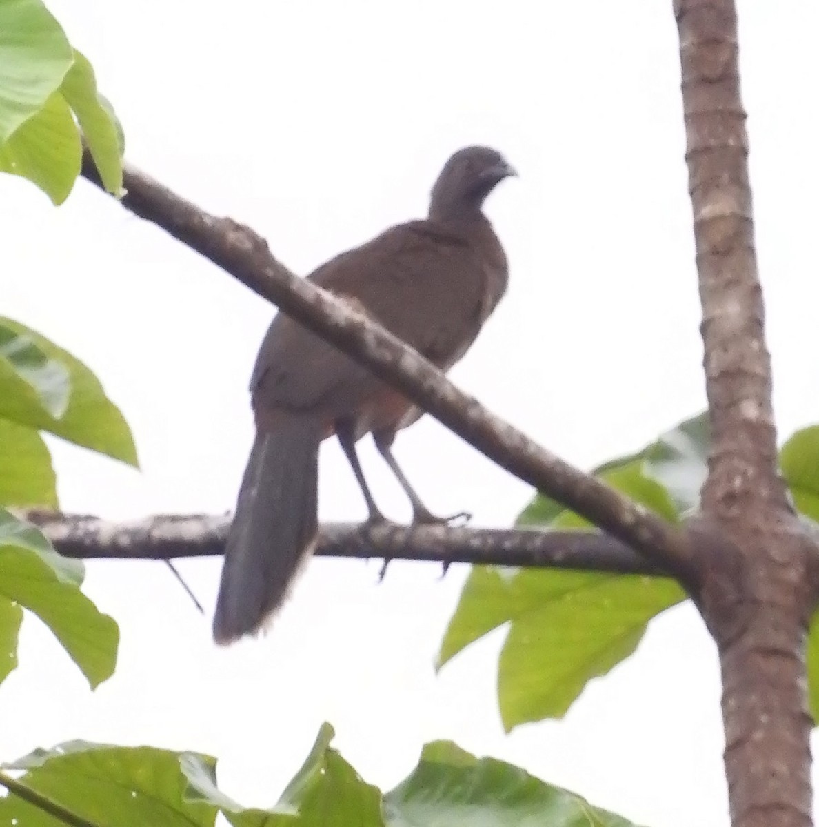 Gray-headed Chachalaca - ML484838871