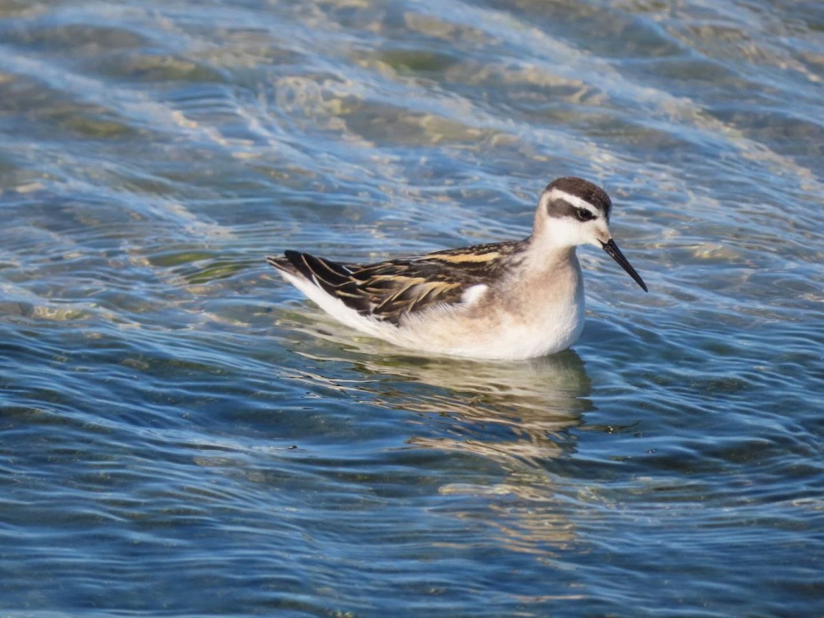 Phalarope à bec étroit - ML484838941