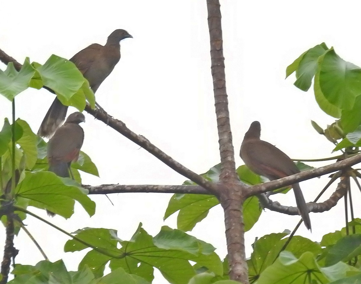 Gray-headed Chachalaca - ML484838971