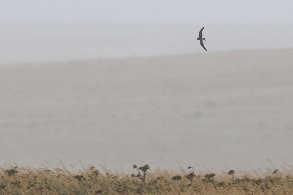 Leach's Storm-Petrel - ML484839181