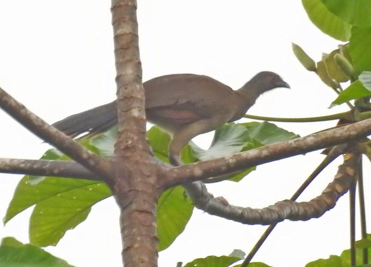 Gray-headed Chachalaca - ML484839361