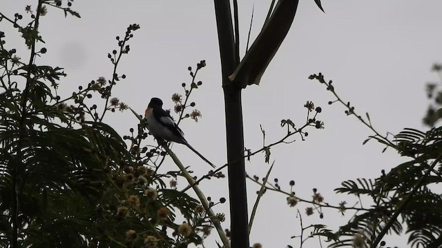 White-bellied Minivet - ML484843511