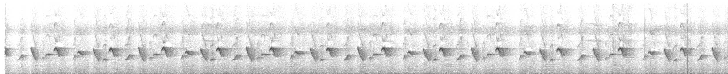 skjeggerygone (palpebrosa gr.) - ML484844171