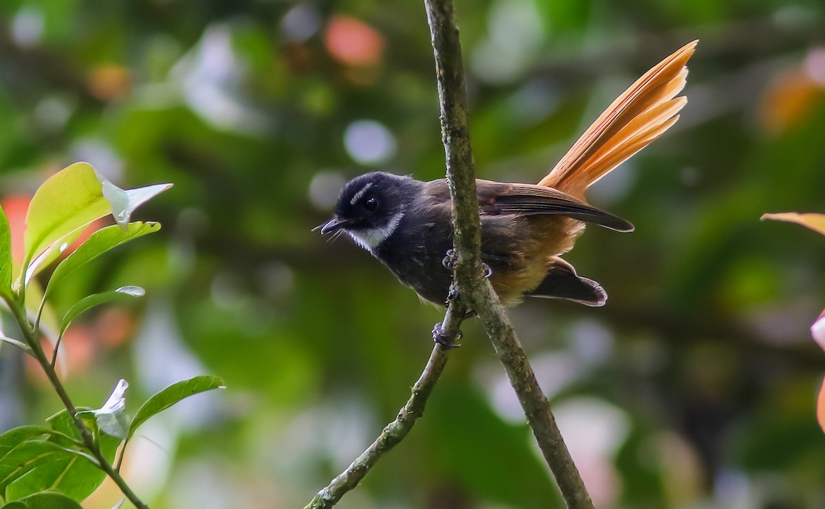 Rufous-tailed Fantail - ML484845031