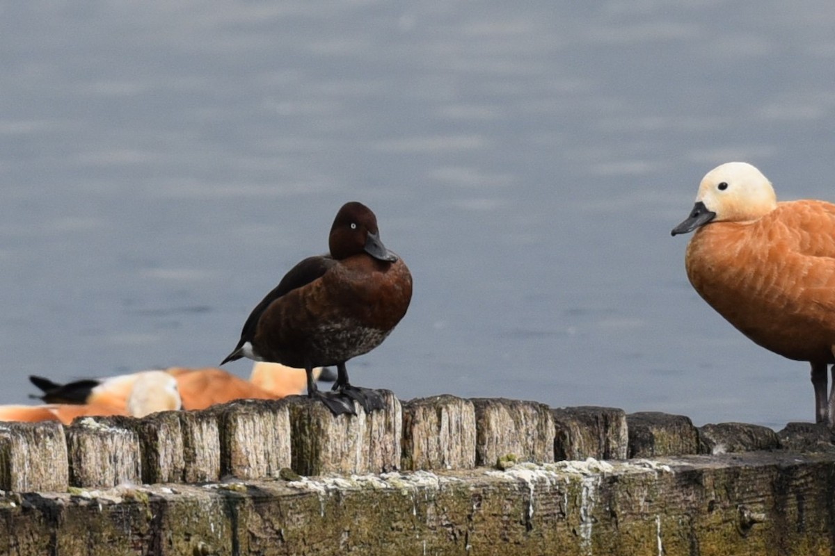 Ferruginous Duck - ML484845551