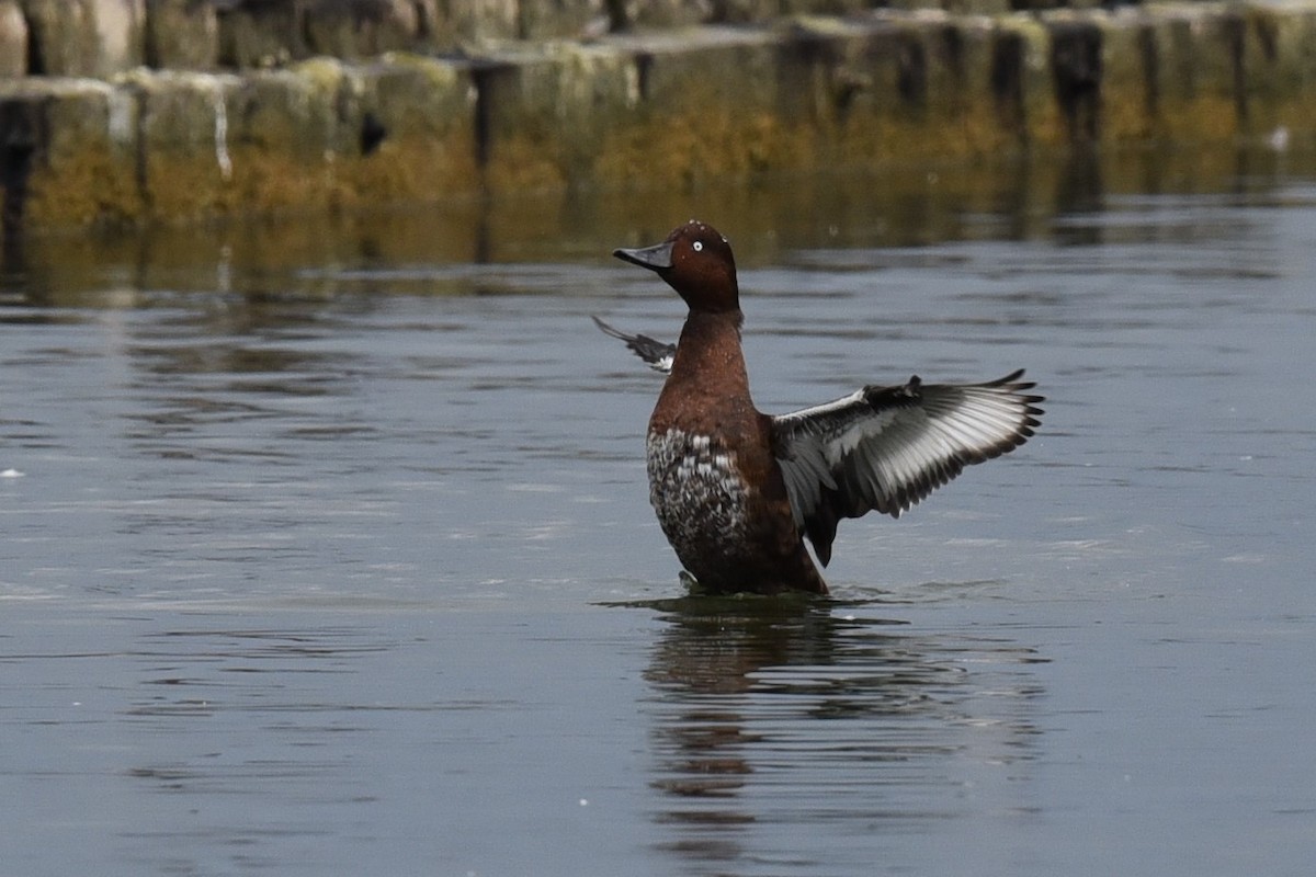 Ferruginous Duck - ML484845691