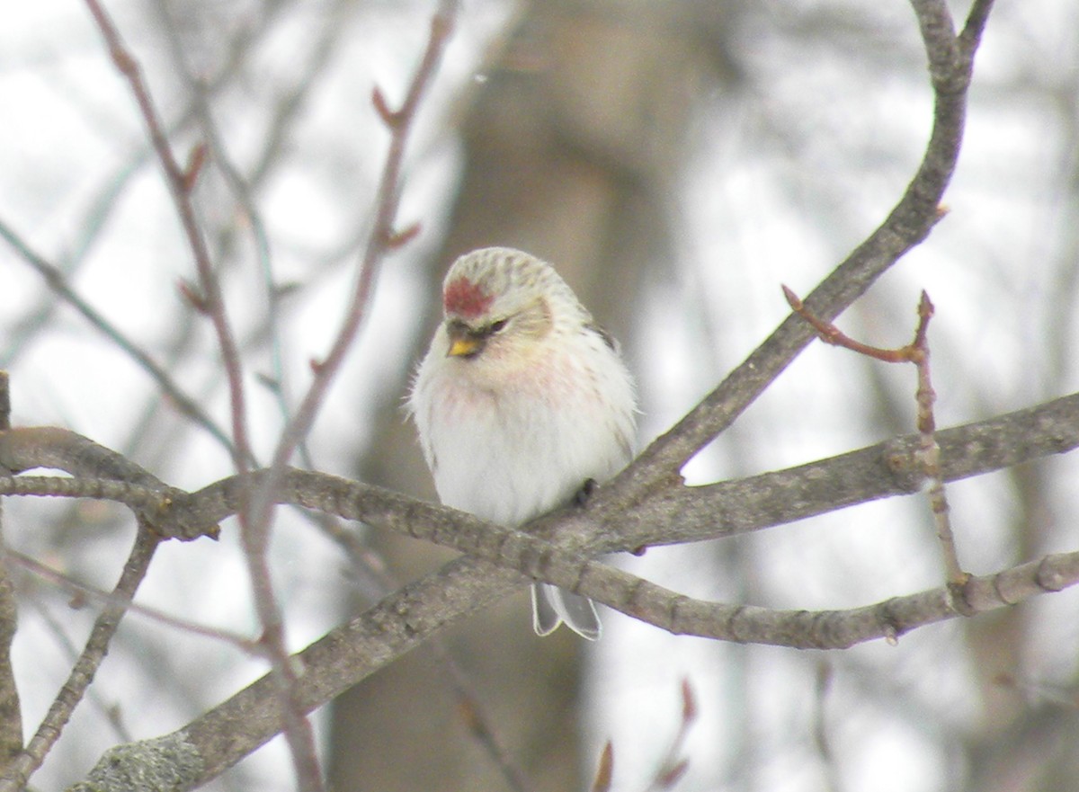 Hoary Redpoll - ML48484721