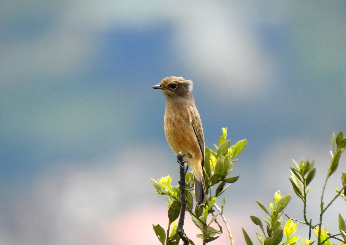 Pied Bushchat - ML484847591