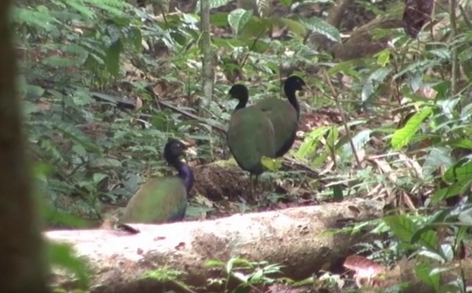 Dark-winged Trumpeter (Green-backed) - Josep del Hoyo