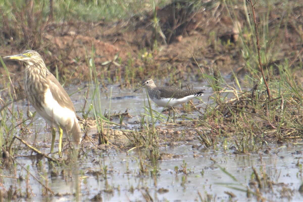 Green Sandpiper - ML484850411