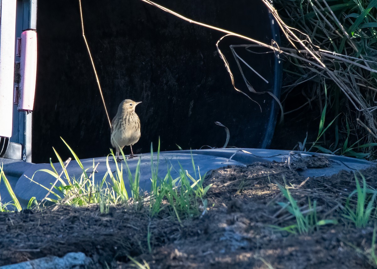 Pipit d'Amérique - ML484850851