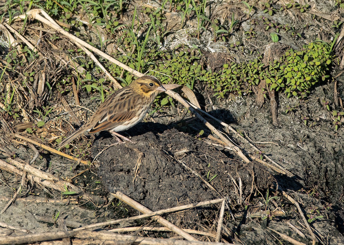 Savannah Sparrow - ML484852361