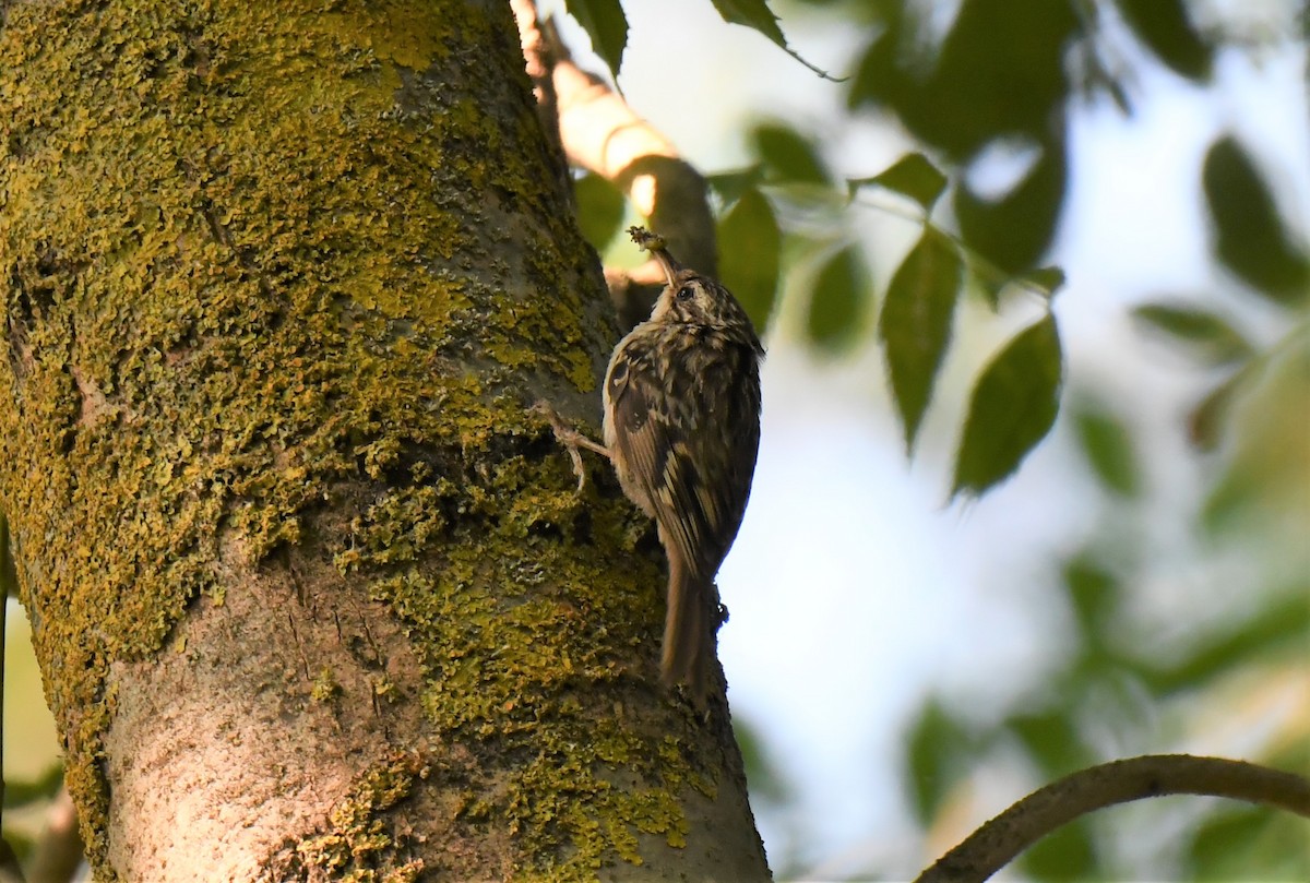 Short-toed Treecreeper - ML484852781