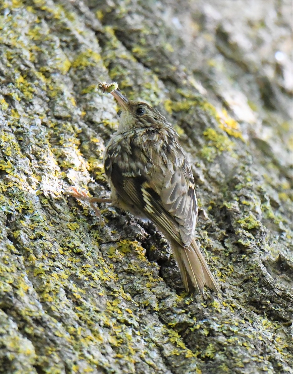 Short-toed Treecreeper - ML484852791