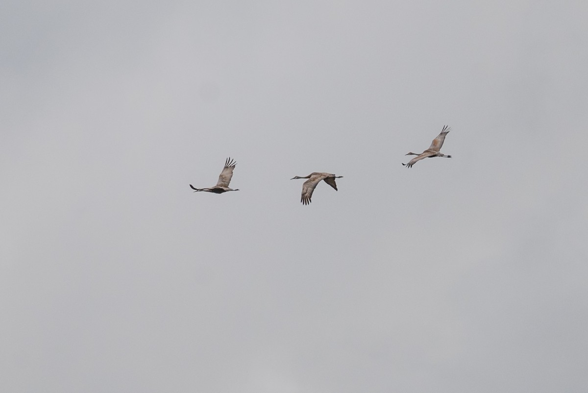 Sandhill Crane - Serg Tremblay