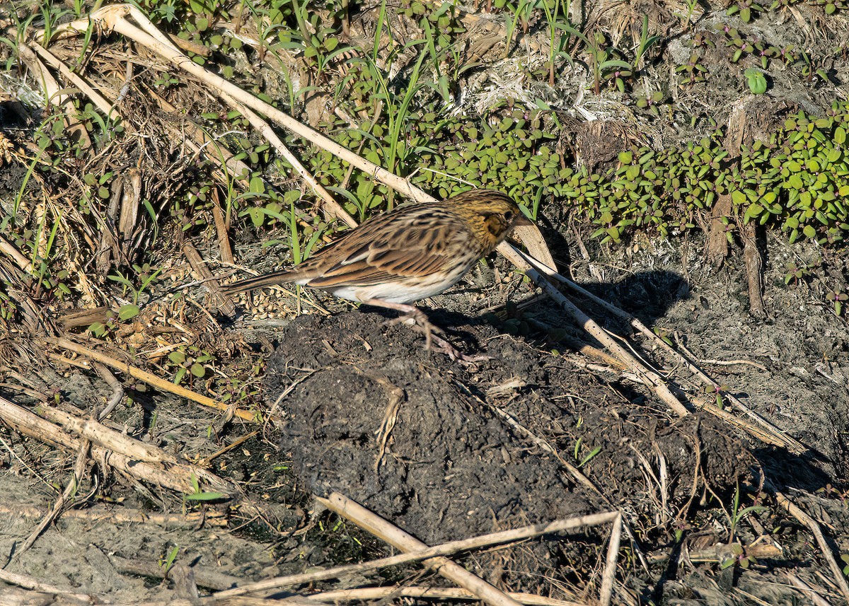 Savannah Sparrow - ML484853251