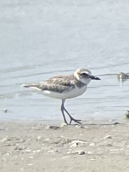 Wilson's Plover - Kerry Padilla