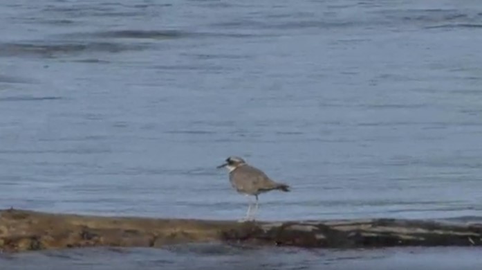 Long-billed Plover - ML484855601