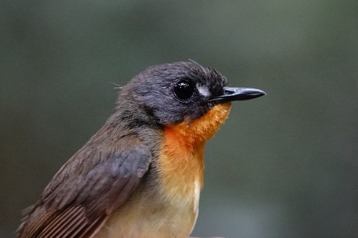 Olive-backed Forest Robin - ML484856691