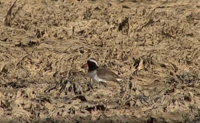 Shore Plover - ML484856871