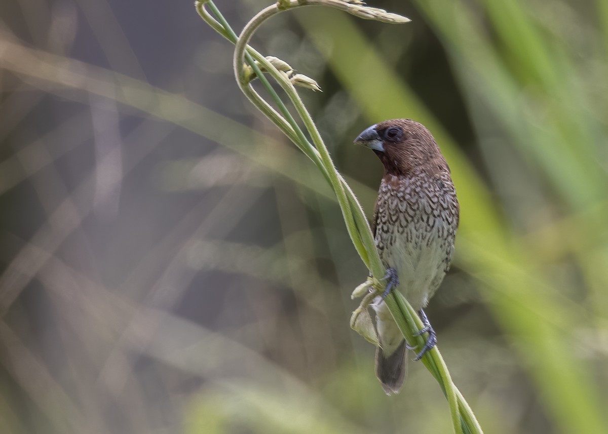 Scaly-breasted Munia - ML484859131