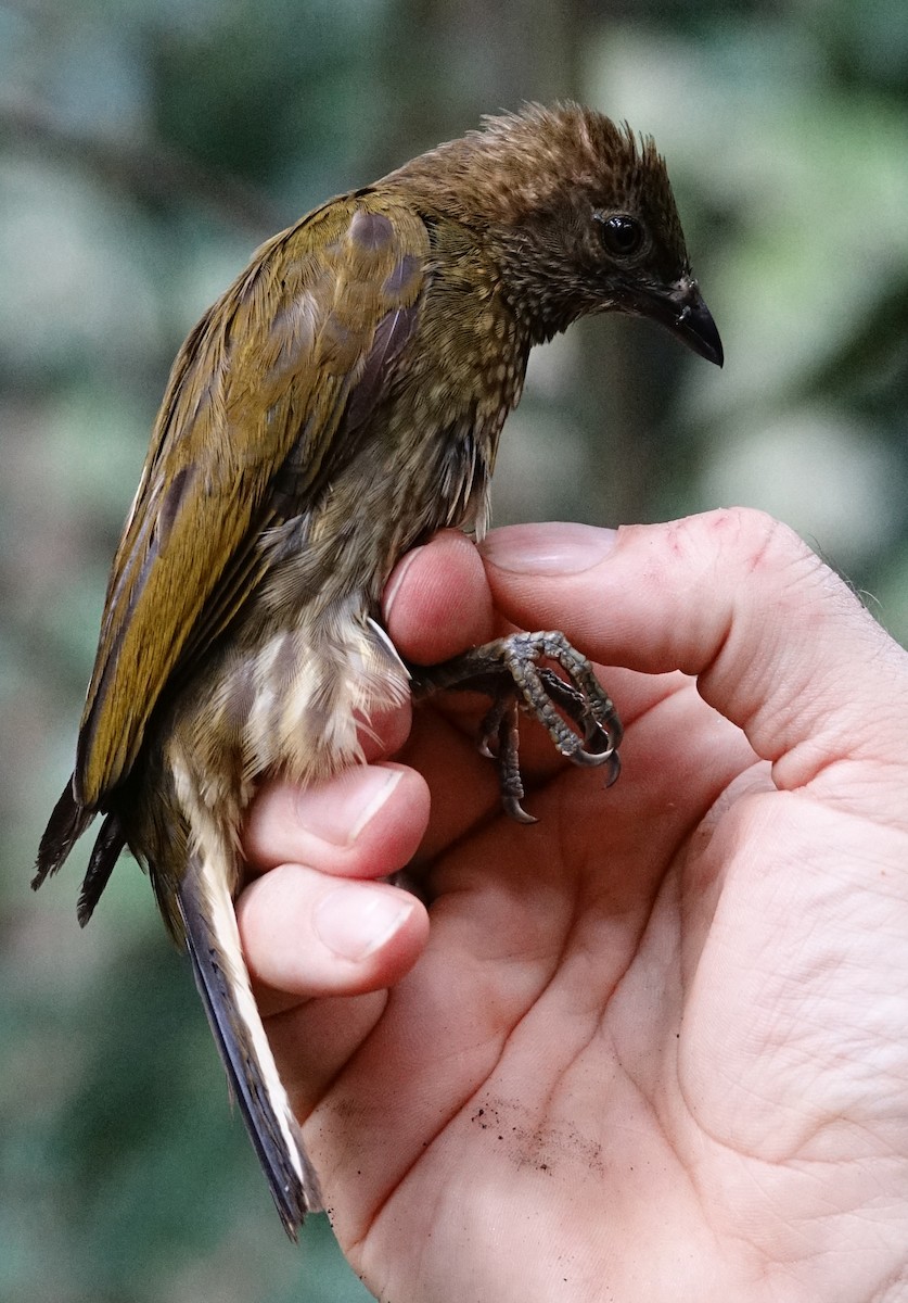 Spotted Honeyguide - ML484859841