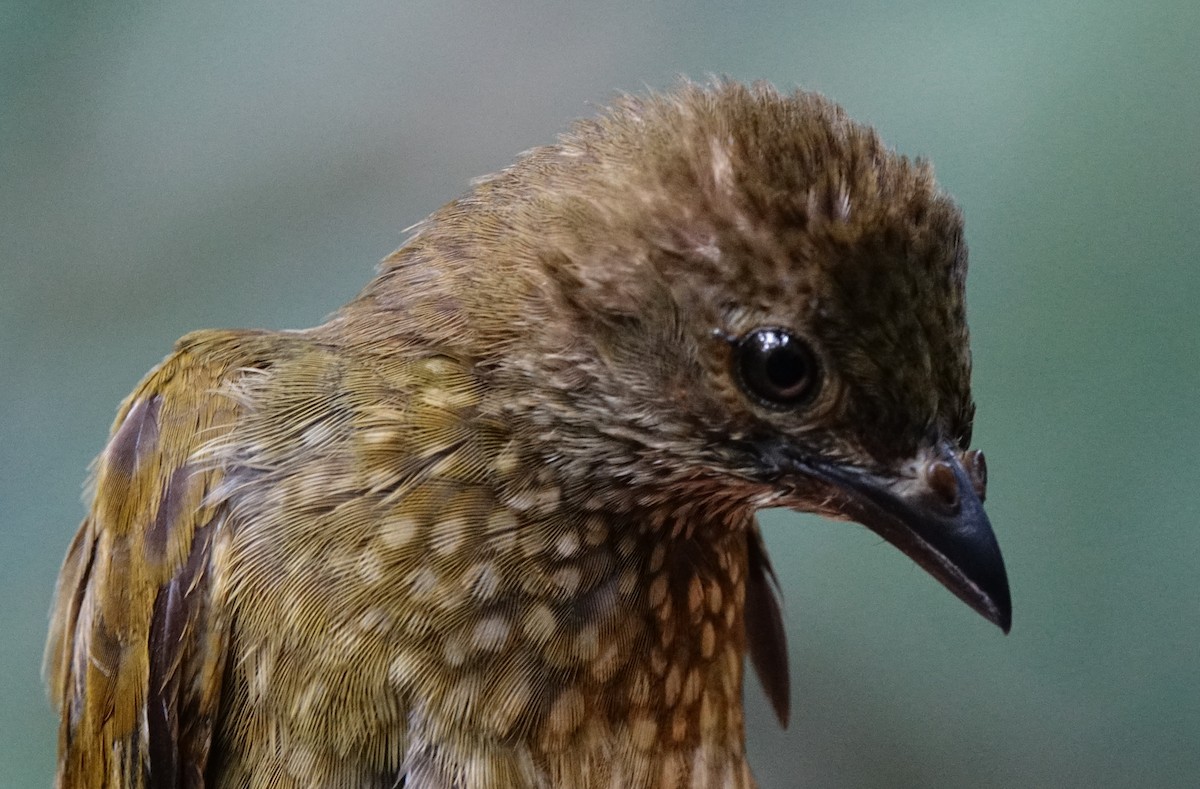 Spotted Honeyguide - ML484859871