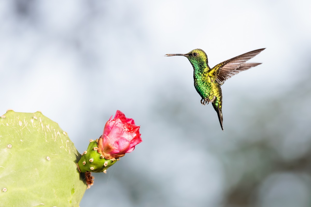 Blue-tailed Emerald - Tim Emmerzaal