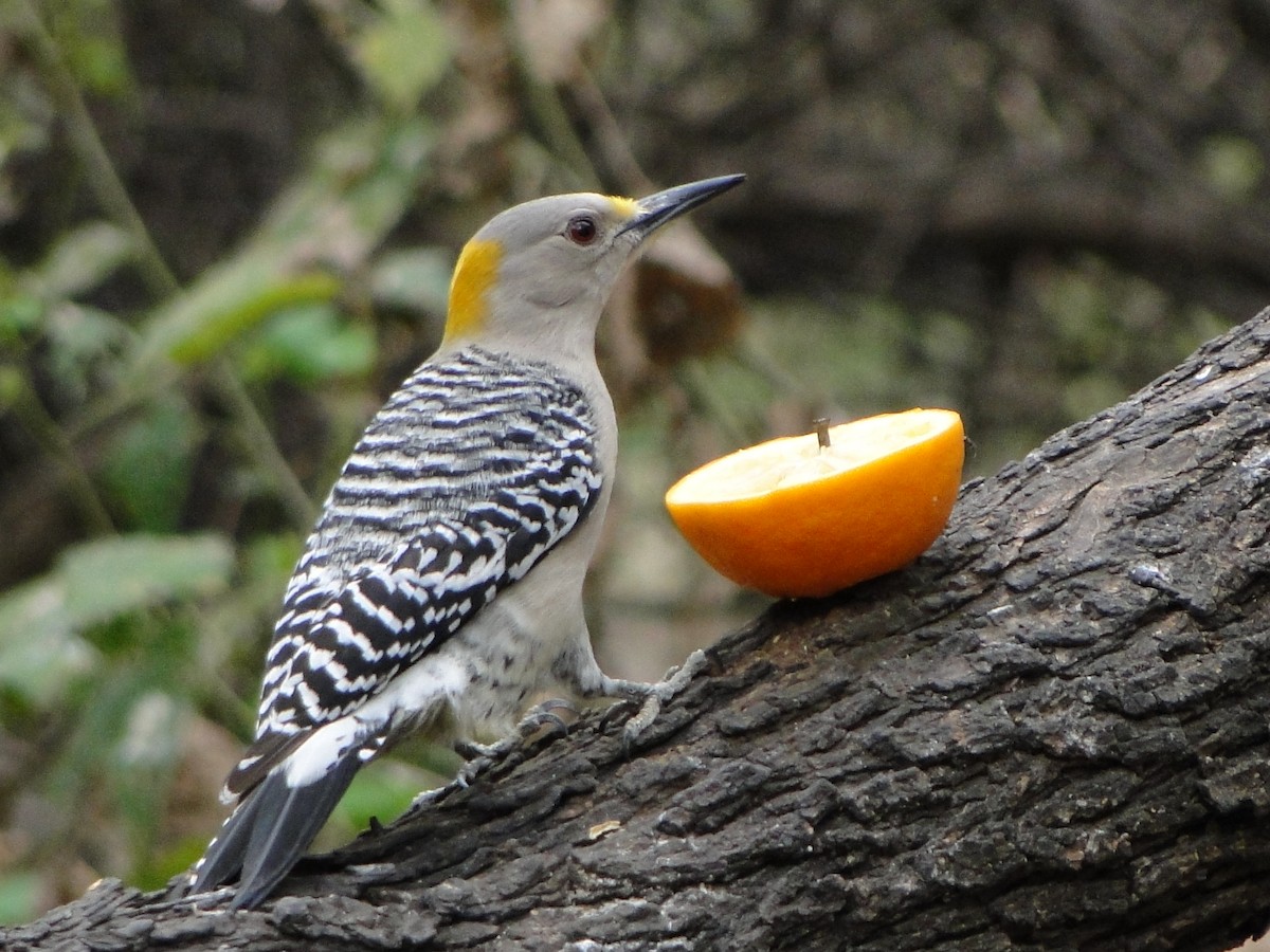 Golden-fronted Woodpecker - ML484862031