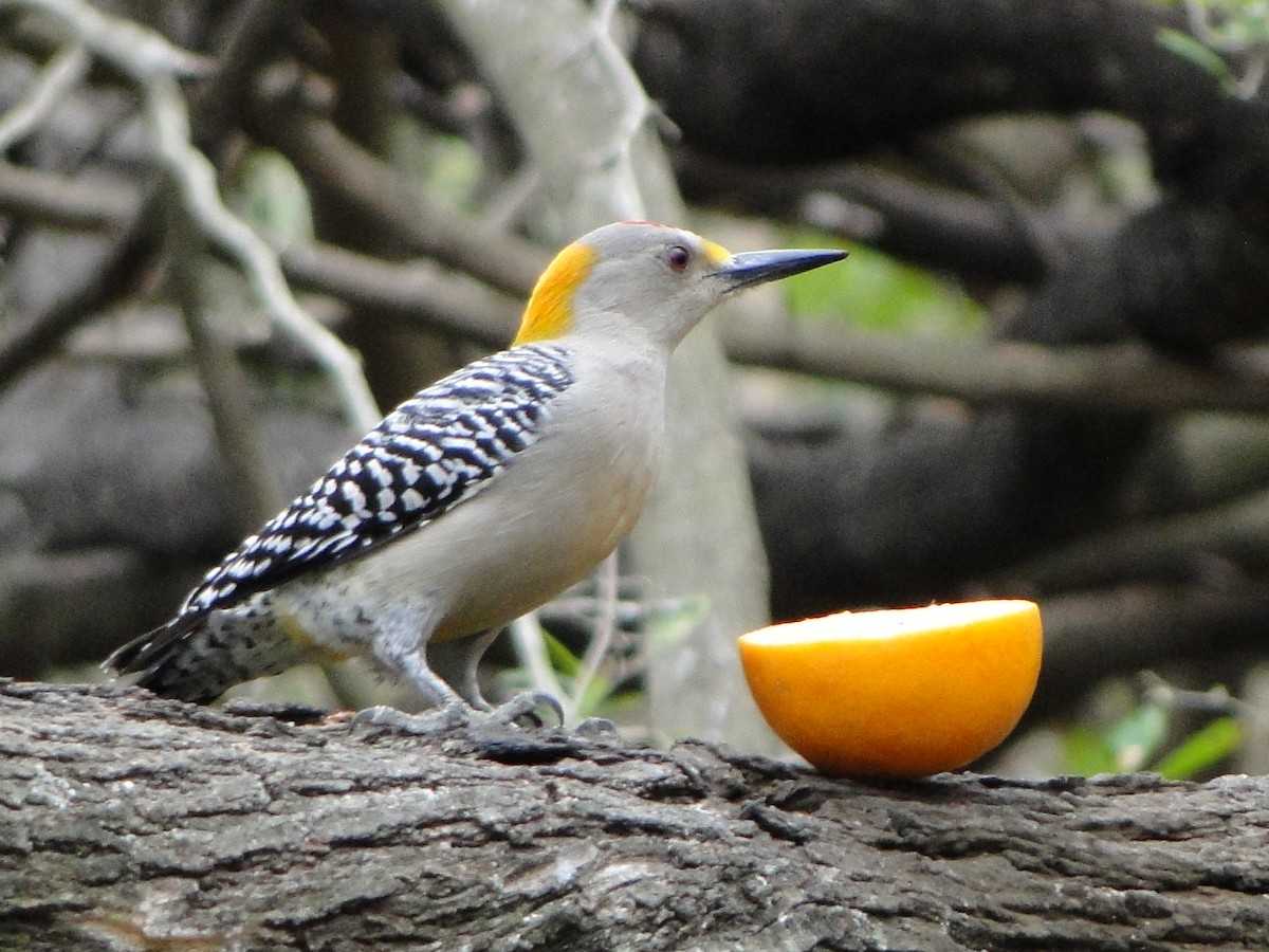 Golden-fronted Woodpecker - Mary Mehaffey