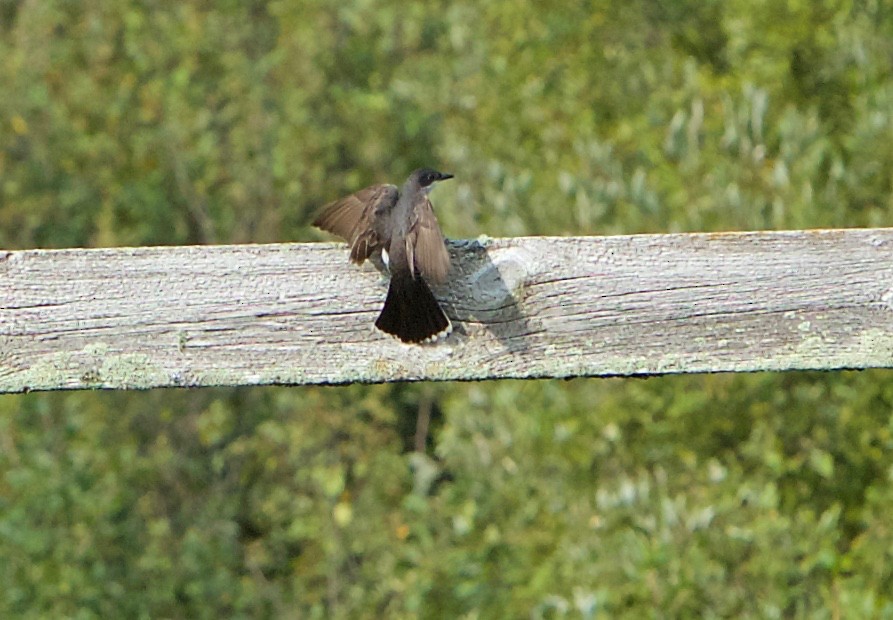 Eastern Kingbird - Robert Bruss