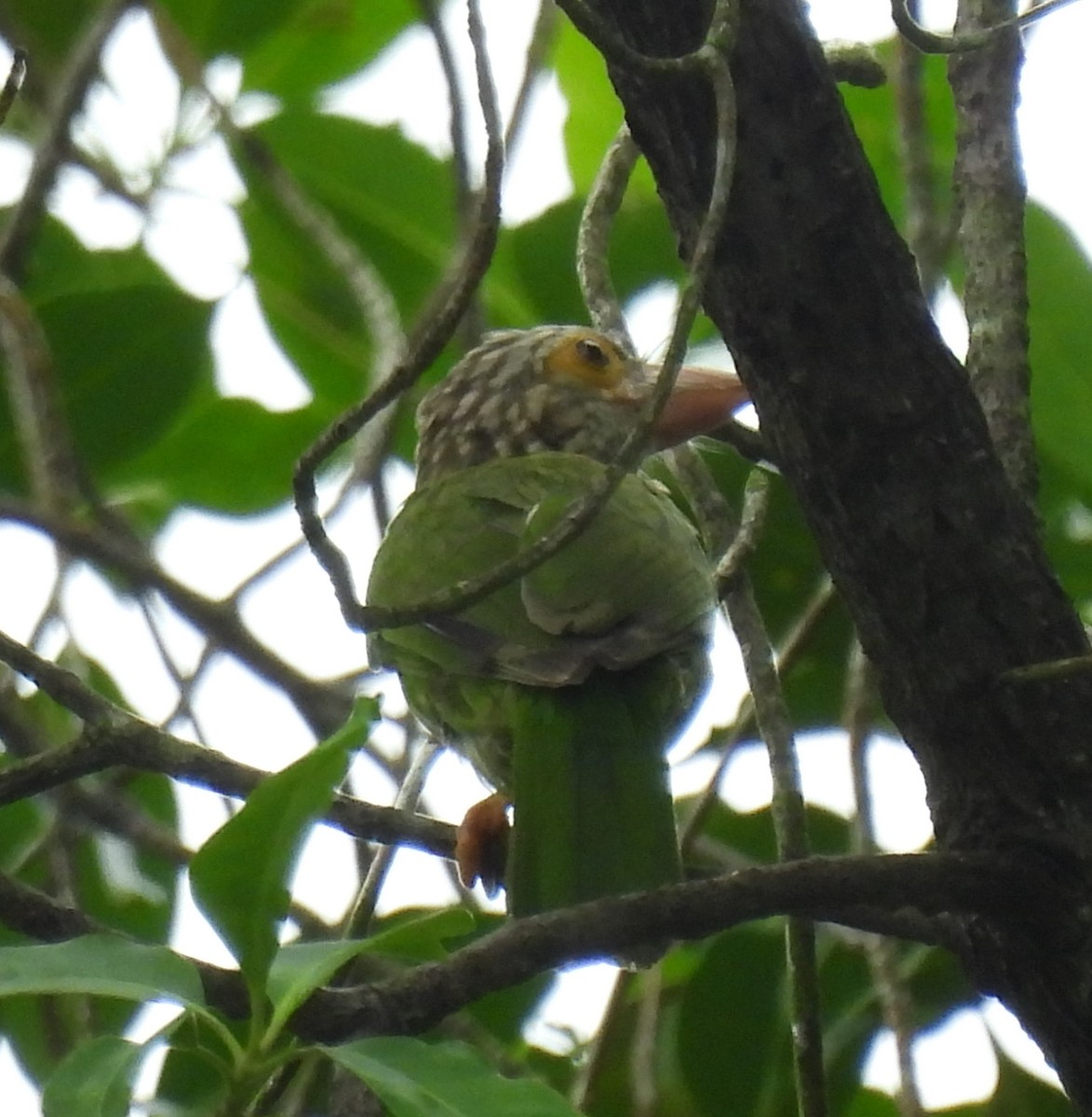 Lineated Barbet - ML484862311