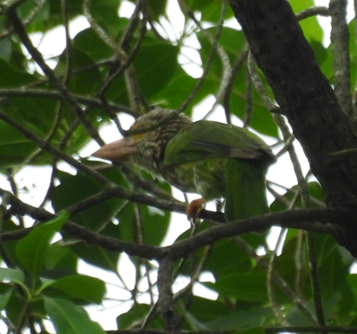 Lineated Barbet - ML484862401